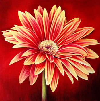 gerbera_daisy