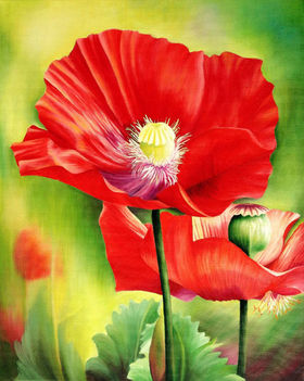 red_poppies2