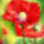 Red_poppies2_459318_38278_t