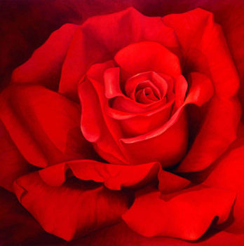 red_rose1