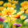 Spring_daisies_459321_45700_t