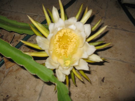 2009 óriás virág