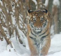 200px-Amur_Tiger_Panthera_tigris_altaica_Cub_2184px