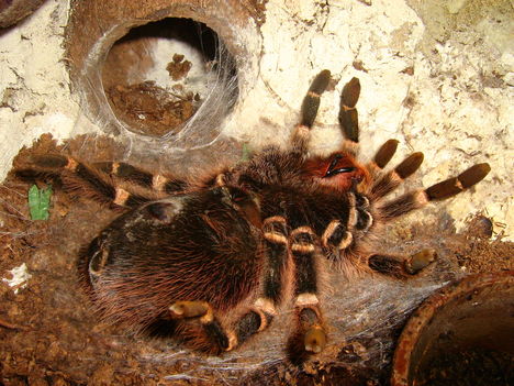 Ac. geniculata vedlés előtt (0.1.0)