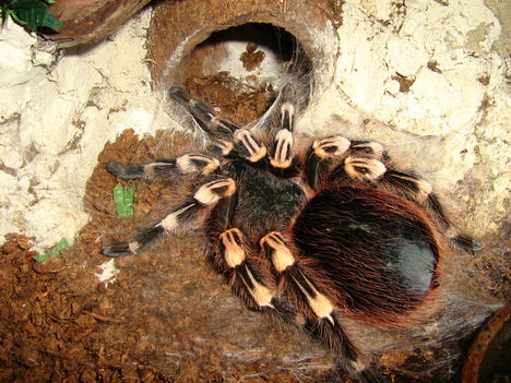 Ac. geniculata vedlés után (0.1.0)