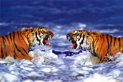 bengal-tigers-roaring