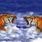 bengal-tigers-roaring