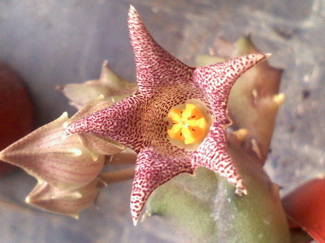 Huernia punctatus v.punctatus
