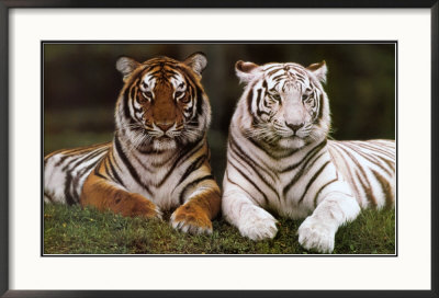 konrad-wothe-bengal-tigers