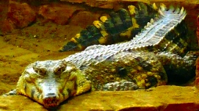 Krokodil1