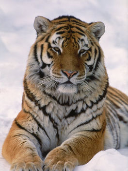 lynn-stone-siberian-tiger-in-snow-panthera-tigris-altaica