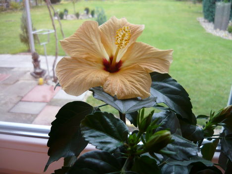 nyílik a sárga hibiszkuszom-minden nap megajándékoz egy virággal