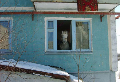 orosz lófej szomszéd