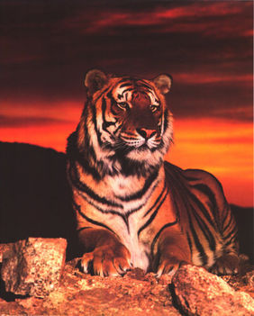 ron-kimball-tiger-at-sunset