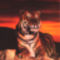 ron-kimball-tiger-at-sunset