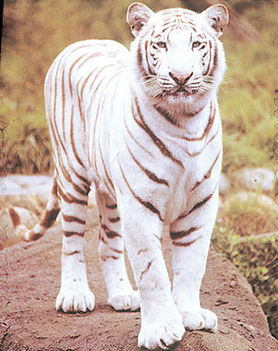 ron-kimball-white-tiger-on-rock