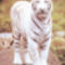 ron-kimball-white-tiger-on-rock