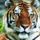 Tigerregal_800x6002_450068_84900_t