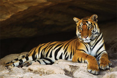 tigers-cave