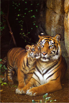 tiger-with-cub