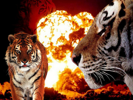 Tigris és tűz
