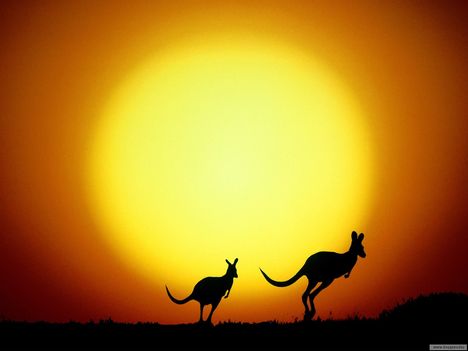 Tökéletes naplemente-kengurukkal