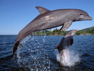 1117599~Bottlenose-Dolphins-Leaping-Roatan-Bay-Islands-Honduras-Posters