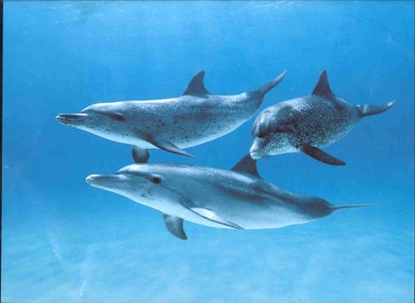 3dolphins