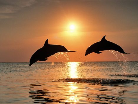 Animals_Under_water_Bottlenose_dolphins_after_the_sunset_005519_