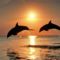 Animals_Under_water_Bottlenose_dolphins_after_the_sunset_005519_