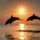 Animals_under_water_bottlenose_dolphins_after_the_sunset_005519__461575_88168_t