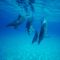 Atlantic Spotted Dolphins