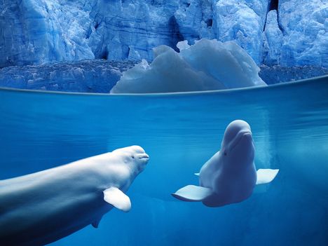 Belugas Underwater pictures underwater photos