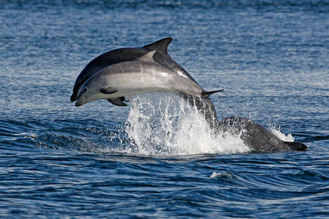 bottlenose-dolphins