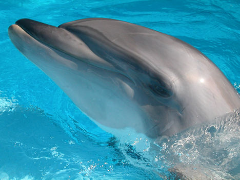 dolphin42