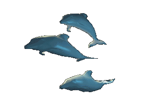 dolphins002