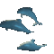 dolphins002