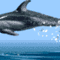 dolphins007