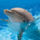 Dolphins2_461607_46629_t