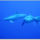Dolphins4_461609_94303_t