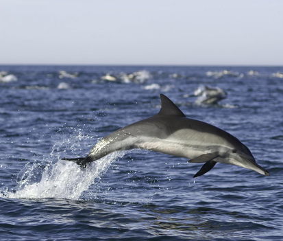 Dolphins_06