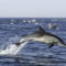 Dolphins_06