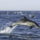 Dolphins_06_461594_57616_t