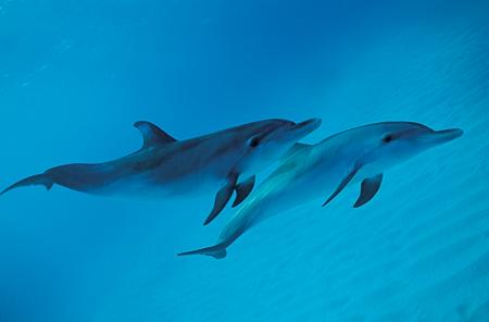 dolphins-swim