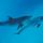 Dolphinsswim_461613_38592_t