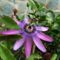 Golgota_passiflora_amethyst