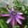 Golgota_passiflora_amethyst_461158_98500_t