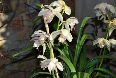 Hidegházi orchideám
