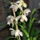 Hideghazi_orchideam_461237_20285_t