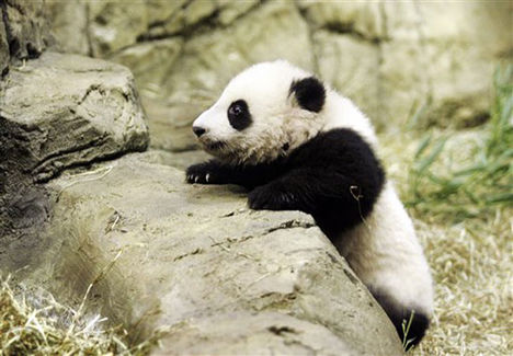 Kíváncsi panda
